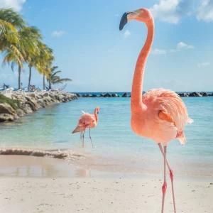 Flamingo pie jūras